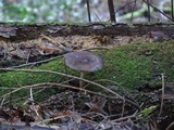 Pluteus exilis image