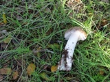 Amanita protecta image