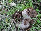 Amanita protecta image