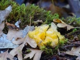 Naematelia aurantia image