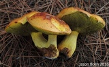 Alessioporus rubriflavus image