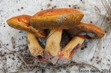 Alessioporus rubriflavus image