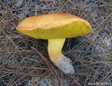 Alessioporus rubriflavus image