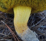 Alessioporus rubriflavus image