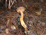 Chroogomphus ochraceus image