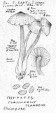 Cortinarius scandens image