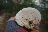 Ossicaulis lignatilis image