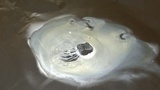 Gymnopus luxurians image