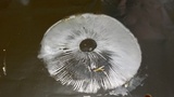 Amanita foetidissima image
