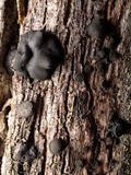Bulgariella pulla image