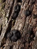 Bulgariella pulla image