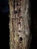 Bulgariella pulla image