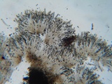 Bulgariella pulla image