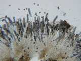Bulgariella pulla image