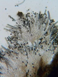 Bulgariella pulla image