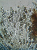 Bulgariella pulla image
