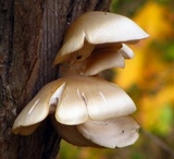 Pleurotus ostreatoroseus image