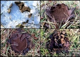 Scleroderma polyrhizum image