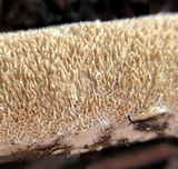Irpex lacteus image