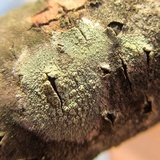 Lecanora strobilina image