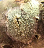 Lecanora strobilina image