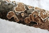Peniophora albobadia image