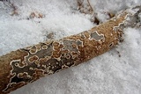 Peniophora albobadia image