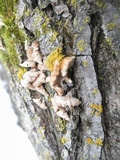 Plicaturopsis crispa image