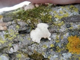 Plicaturopsis crispa image