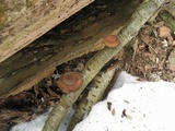 Polyporus brumalis image