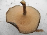 Polyporus brumalis image
