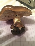 Clitocybe brunneocephala image