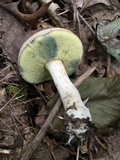 Boletus pallidus image
