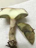 Boletus pallidus image