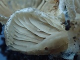 Entoloma byssisedum image