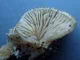 Entoloma byssisedum image