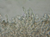 Entoloma byssisedum image