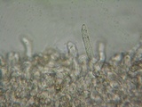 Entoloma byssisedum image