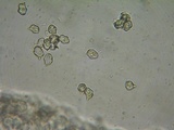 Entoloma byssisedum image
