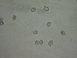Entoloma byssisedum image