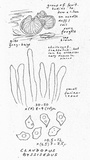 Entoloma byssisedum image