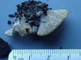 Entoloma byssisedum image