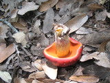 Rubroboletus dupainii image