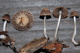 Psathyrella prona image