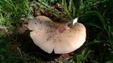 Termitomyces umkowaan image