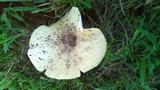 Termitomyces umkowaan image