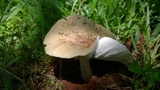 Termitomyces umkowaan image