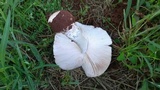 Termitomyces umkowaan image