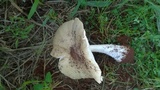 Termitomyces umkowaan image