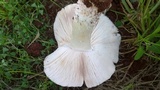 Termitomyces umkowaan image